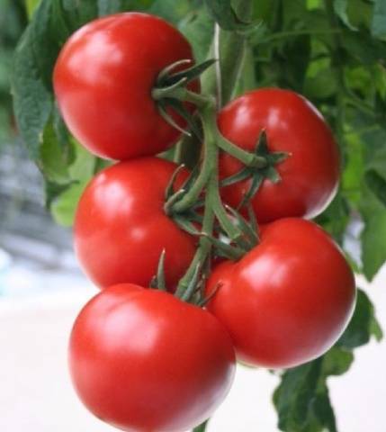 Cladosporiosis resistant tomatoes