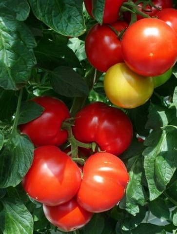 Cladosporiosis resistant tomatoes