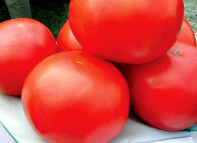 Cladosporiosis resistant tomatoes