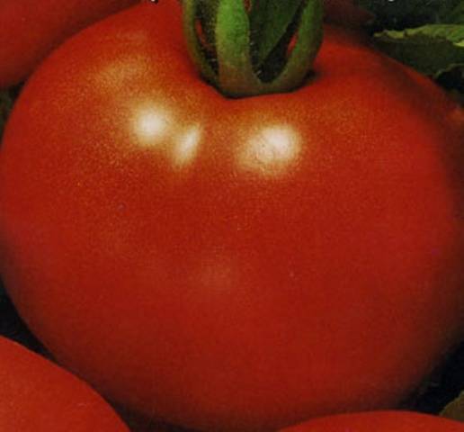 Cladosporiosis resistant tomatoes