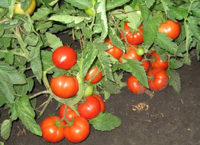 Cladosporiosis resistant tomatoes