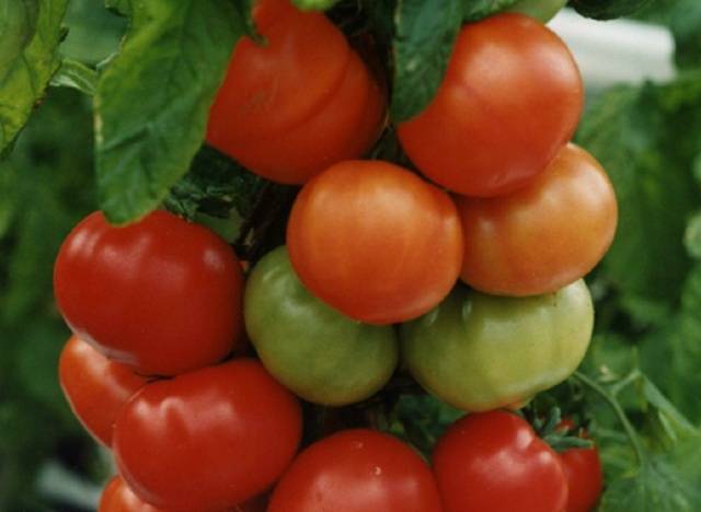 Cladosporiosis resistant tomatoes