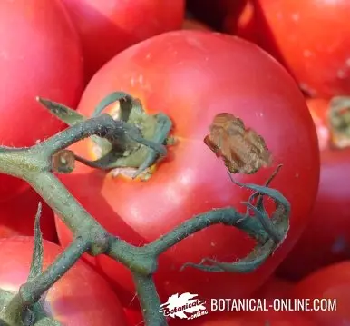 Cladosporiosis resistant tomatoes