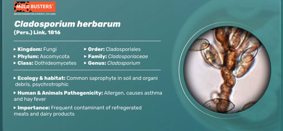 Cladosporium &#8211; what is it and what is the risk of contact with these organisms?