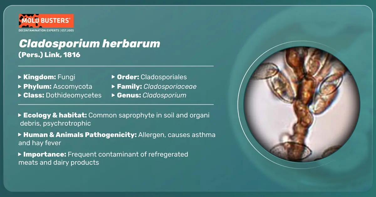 Cladosporium &#8211; what is it and what is the risk of contact with these organisms?