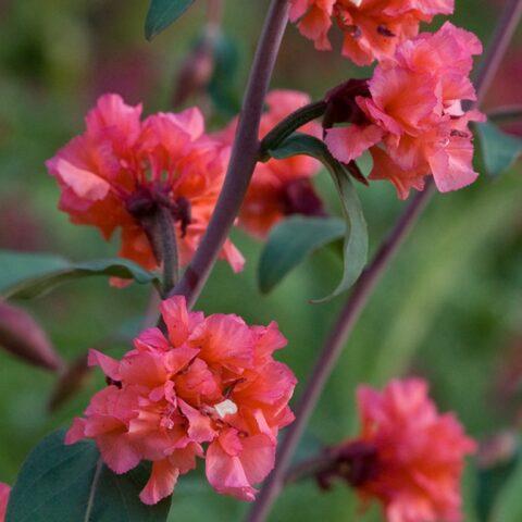 Clarkia flower: planting and care in the open field, photo, when to plant seedlings