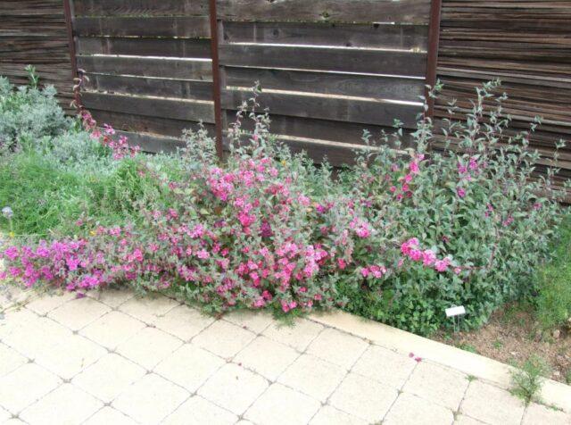 Clarkia flower: planting and care in the open field, photo, when to plant seedlings