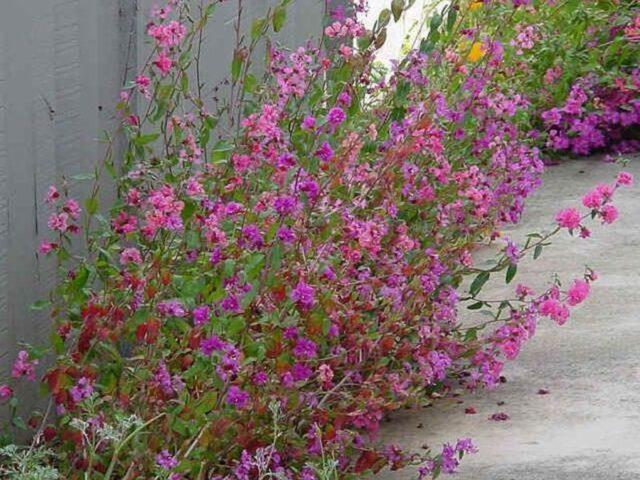 Clarkia flower: planting and care in the open field, photo, when to plant seedlings