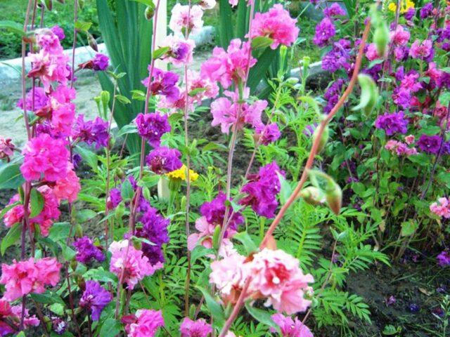 Clarkia flower: planting and care in the open field, photo, when to plant seedlings