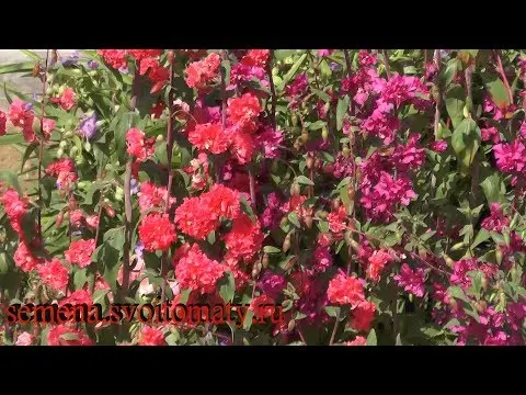 Clarkia flower: planting and care in the open field, photo, when to plant seedlings