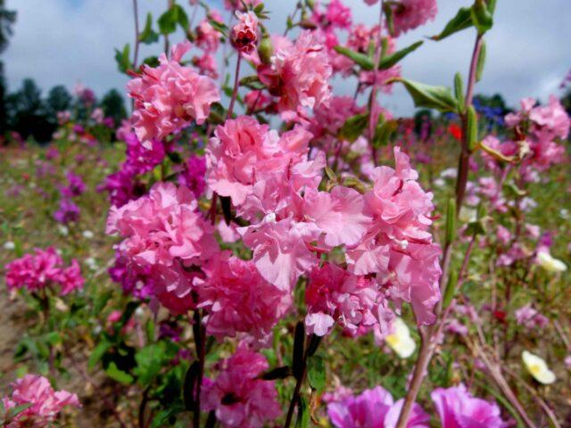 Clarkia flower: planting and care in the open field, photo, when to plant seedlings