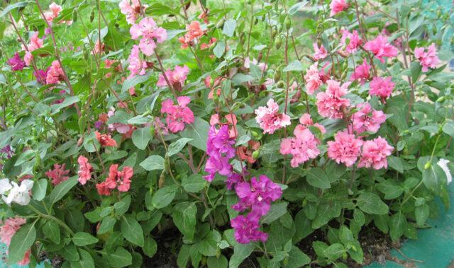 Clarkia flower: planting and care in the open field, photo, when to plant seedlings