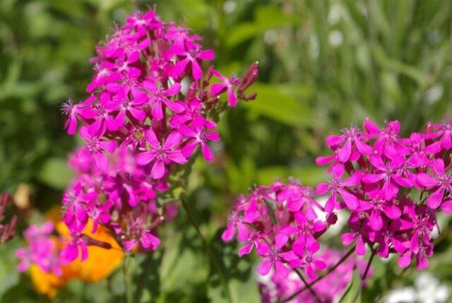 Clarkia flower: planting and care in the open field, photo, when to plant seedlings