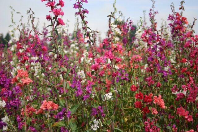 Clarkia flower: planting and care in the open field, photo, when to plant seedlings