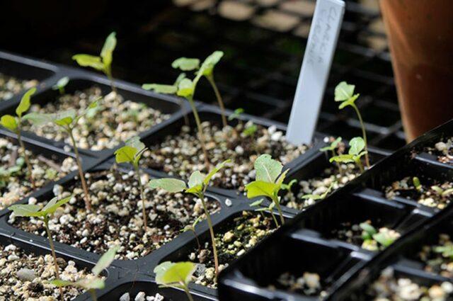 Clarkia flower: planting and care in the open field, photo, when to plant seedlings