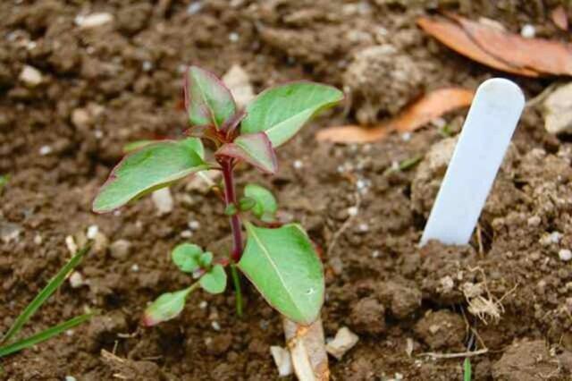 Clarkia flower: planting and care in the open field, photo, when to plant seedlings