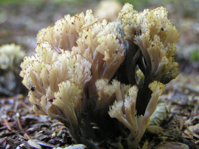 Clavulina coral: description and photo