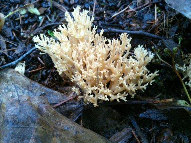 Clavulina coral: description and photo