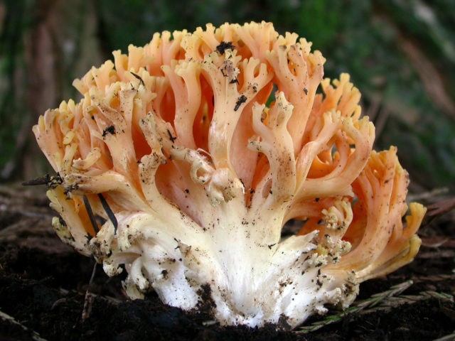 Clavulina coral: description and photo