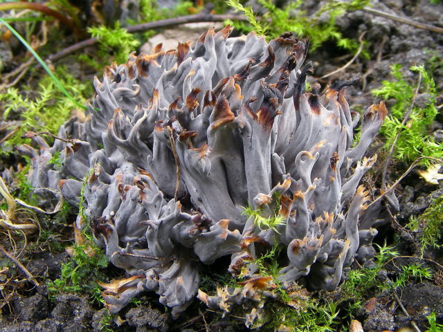 Clavulina coral: description and photo