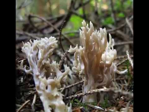 Clavulina coral: description and photo