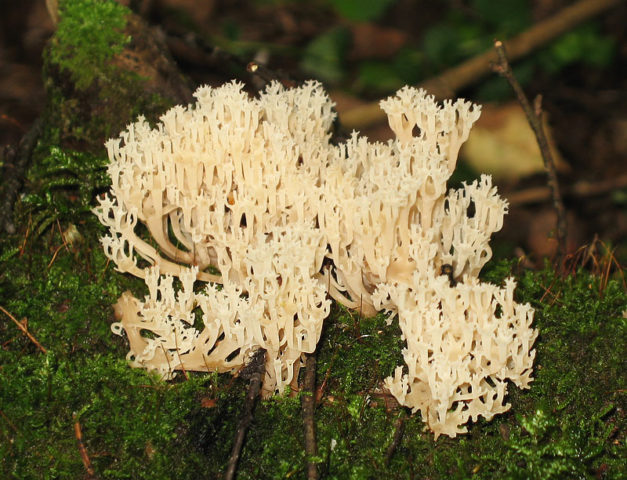 Clavulina coral-like (Corntail comb): description, photo, edibility