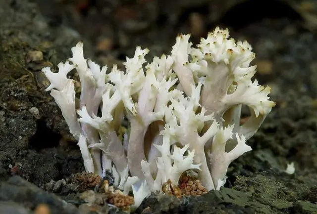 Clavulina coral-like (Corntail comb): description, photo, edibility