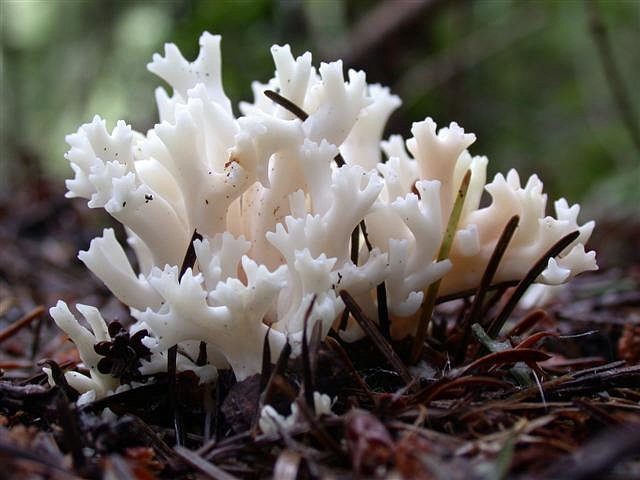 Clavulina coralloides (Clavulina coralloides) photo and description