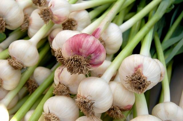 Cleaning and storing garlic at home 