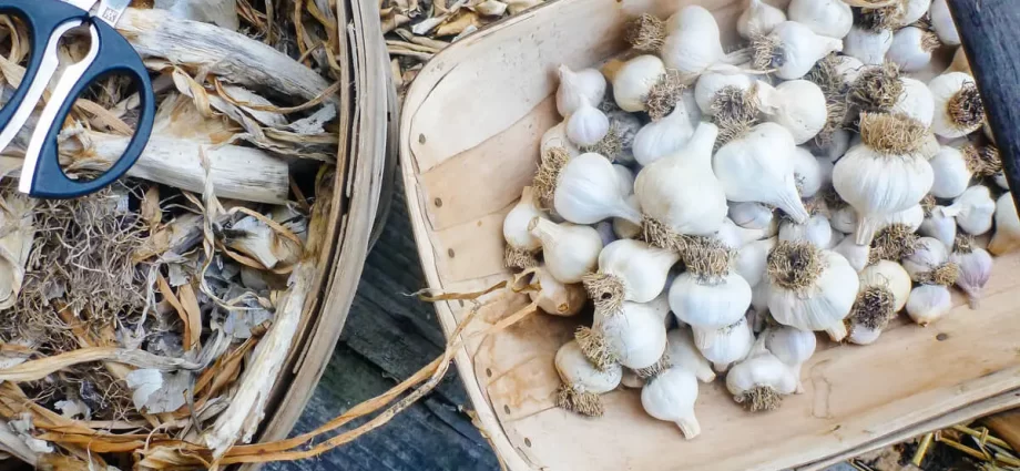 Cleaning and storing garlic at home 