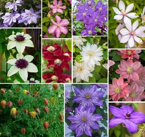 Clematis - useful ideas for decorating a summer cottage
