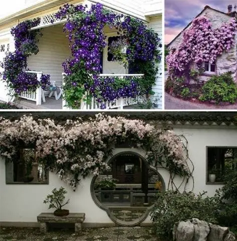 Clematis &#8211; useful ideas for decorating a summer cottage
