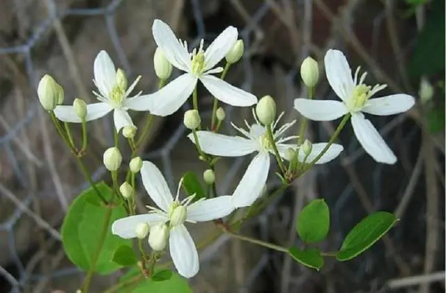 Clematis - useful ideas for decorating a summer cottage
