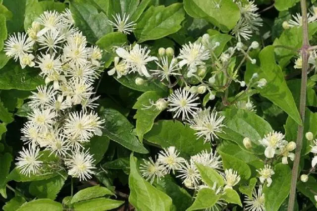 Clematis - useful ideas for decorating a summer cottage