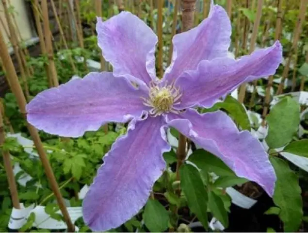 Clematis - useful ideas for decorating a summer cottage