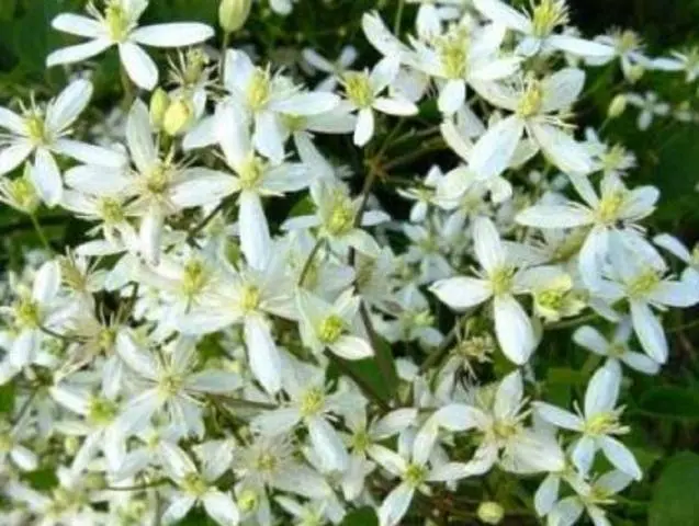 Clematis - useful ideas for decorating a summer cottage