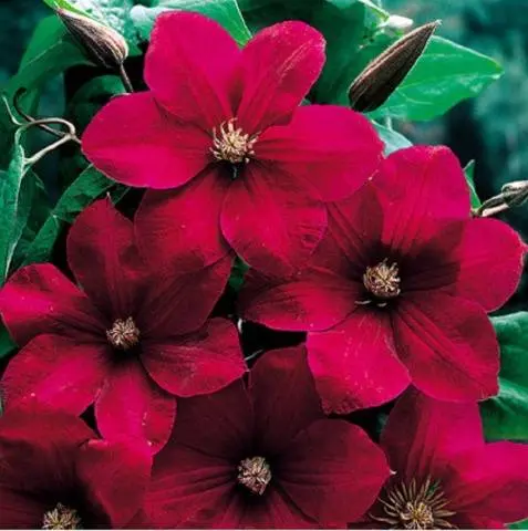 Clematis - useful ideas for decorating a summer cottage