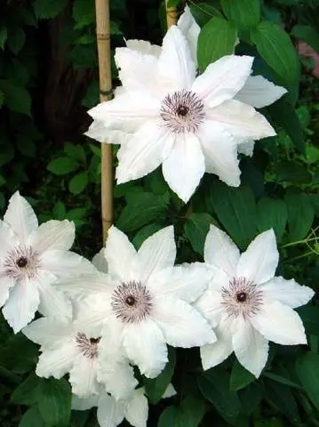 Clematis - useful ideas for decorating a summer cottage