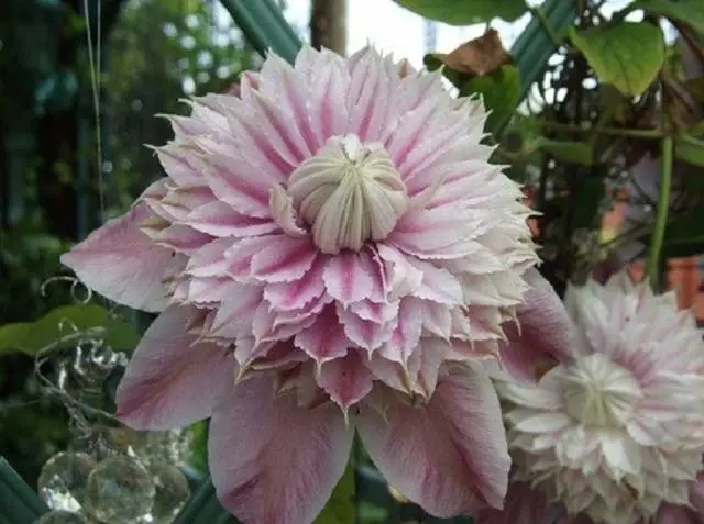 Clematis &#8211; useful ideas for decorating a summer cottage