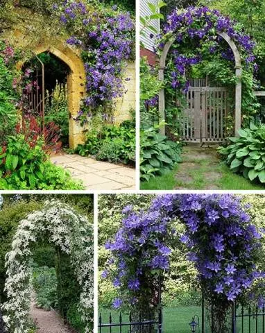 Clematis &#8211; useful ideas for decorating a summer cottage