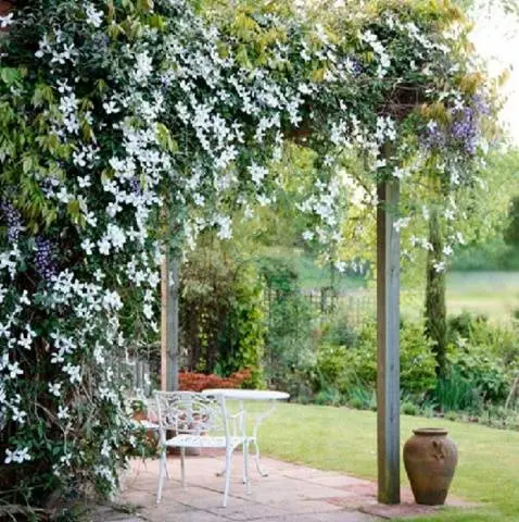 Clematis &#8211; useful ideas for decorating a summer cottage