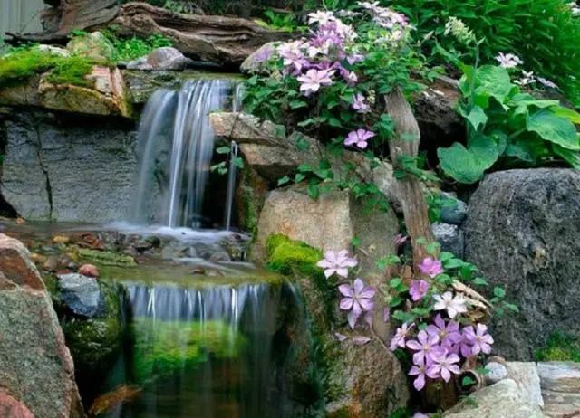 Clematis &#8211; useful ideas for decorating a summer cottage