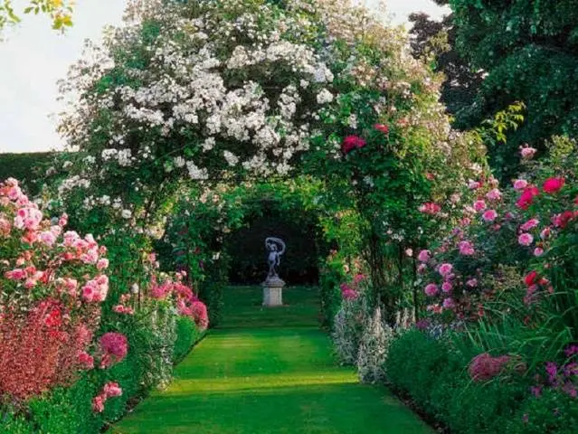 Clematis &#8211; useful ideas for decorating a summer cottage