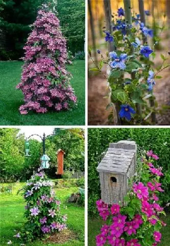 Clematis &#8211; useful ideas for decorating a summer cottage