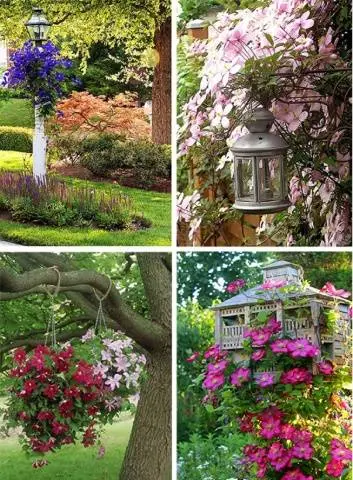 Clematis &#8211; useful ideas for decorating a summer cottage