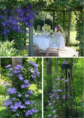 Clematis &#8211; useful ideas for decorating a summer cottage