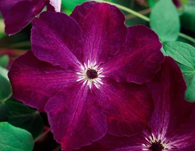 Clematis 3 pruning groups: varieties for the Urals, Siberia