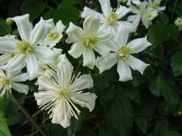 Clematis 3 pruning groups: varieties for the Urals, Siberia