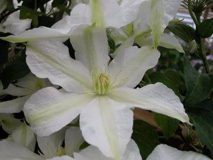 Clematis 3 pruning groups: varieties for the Urals, Siberia