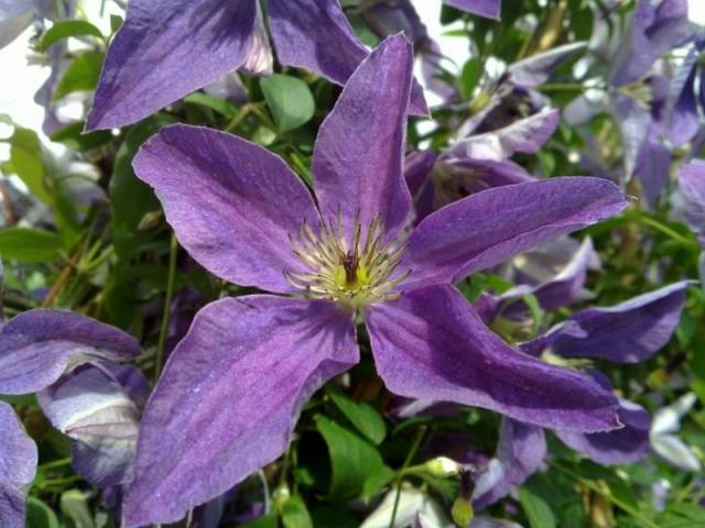 Clematis 3 pruning groups: varieties for the Urals, Siberia